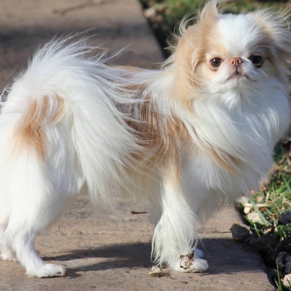 Japanese Chin The Breed Archive