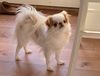 Profile picture of the animal