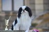 Profile picture of the animal